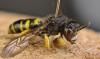 Crabro peltatus